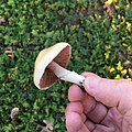 Agaricus comtulus