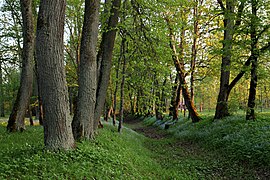 Albu mõisa park