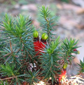 Astroloma foliosum