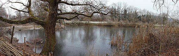 Weiher umgeben von Schilf und Gebüsch