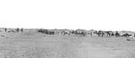 Brittiskt kamelanspänt artilleri under första världskriget.