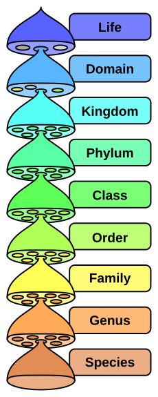 Slippery Cellularities