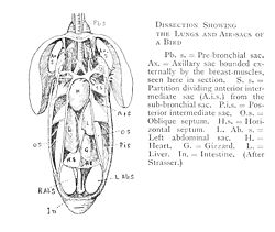 Male Bird Anatomy