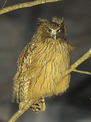 English: Blakiston's Fish Owl - (Bubo blakistoni)