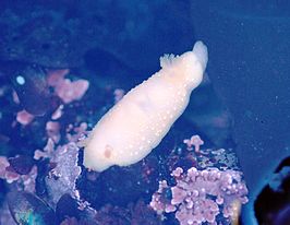 Cadlina modesta