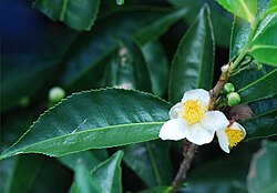 Teepensas (Camellia sinensis)