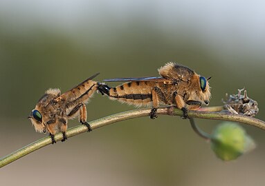 P. rufipes (Red-footed Cannibalflies) mating