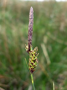 Carex binervis inflorescence.jpg