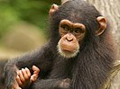 Chimpanzee