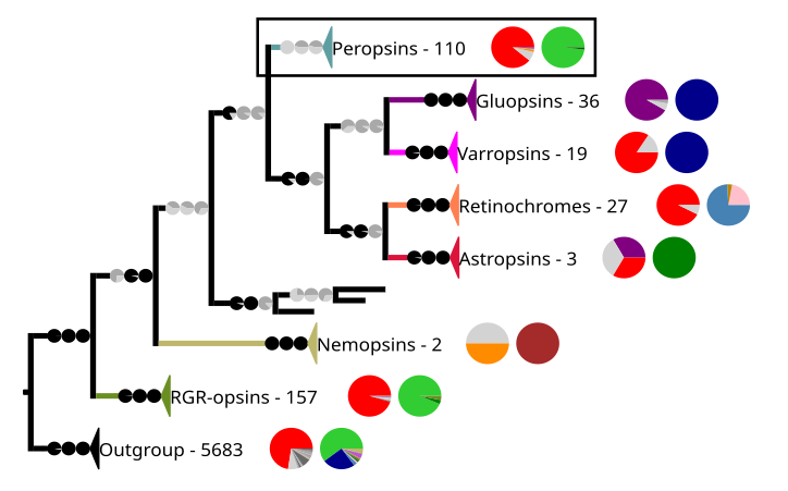 Phylogenetic reconstruction of the chromopsins. The outgroup contains other G protein-coupled receptors including the other opsins. The frame highlights the peropsins.