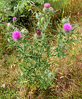 Miniatura para Cirsium vulgare