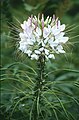 Cleome hassleriana