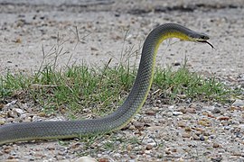 C. c. flaviventris Couleuvre agile à ventre jaune de l'Est