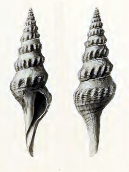 Comitas pagodaeformis