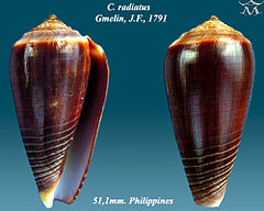 Description de l'image Conus radiatus 1.jpg.