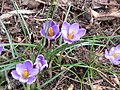 Crocus minimus