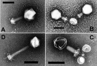 Cyanophages, viruses that infect cyanobacteria
scale bars: 100 nm Cyanophages.png