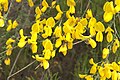 Cytisus scoparius