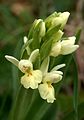 Dactylorhiza insularis Orchi 012. jpg