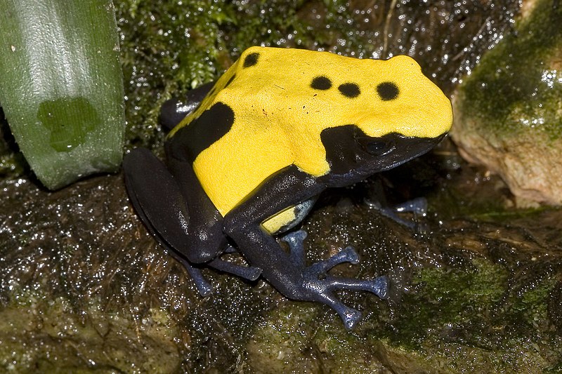 Fájl:Dendrobates.tinctorius.7042.jpg