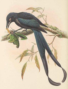 Bismarckdrongo