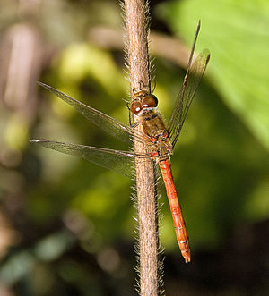 Dragonfly