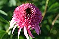 Echinacea purpurea Razzmatazz.