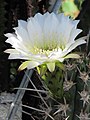 Echinopsis deserticola (2)