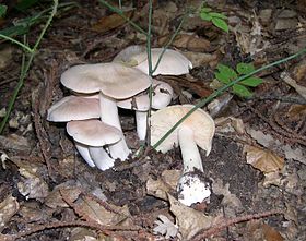 Một nhóm nấm mọc trên nền rừng trong lá mục.