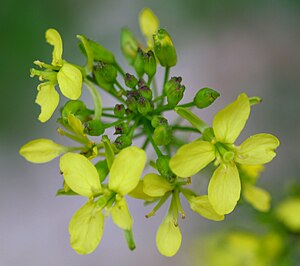 Erucastrum nasturtiifolium