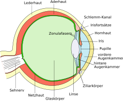 //upload.wikimedia.org/wikipedia/commons/thumb/a/a5/Eye_scheme.svg/250px-Eye_scheme.svg.png