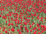 Field of red tulips, Floriade, Canberra