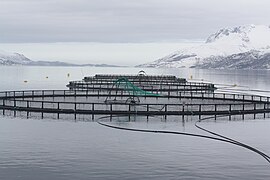 Fish cages in the Velfjorden