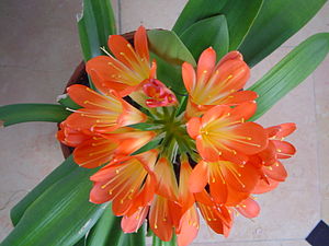 Klivio, Clivia miniata