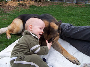 GSD with baby