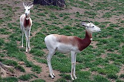 Auðnagasella (Gazella dama)