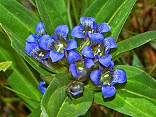 Gentianaceae - Gentiana cruciata-4.JPG