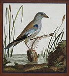 Птица с рыбой. Ок. 1800. Частное собрание