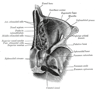 Coupe horizontale des cavités nasales et orbitales.