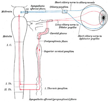 図3：毛様体及び上頚神経節の交感神経の接続