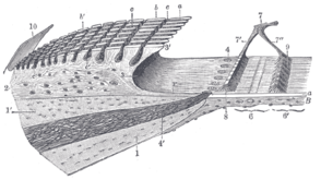 Spiral limbus and basilar membrane.