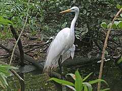 Silberreiher (Ardea alba)