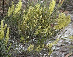 Description de l'image Grevillea didymobotrya.jpg.