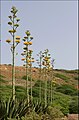 Agaves Karatto