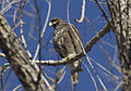 Parabuteo unicinctus, Arizona