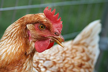 A hen chicken (Gallus gallus)