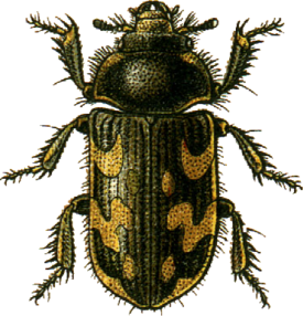 Heterocerus marginatus