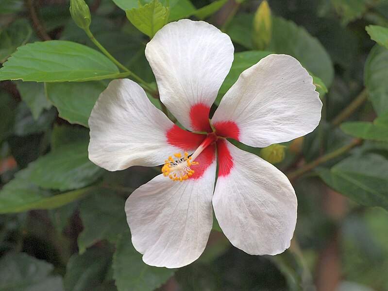 File:Hibiscus Tricolor.jpg