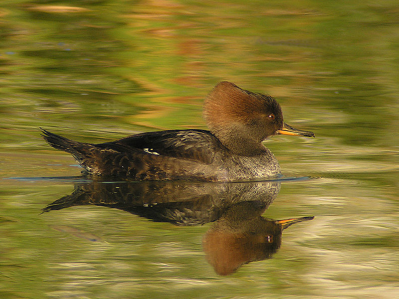 File:Hooded merganser - female.jpg