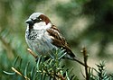 HouseSparrow23.jpg